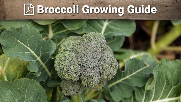 Broccoli growing guide graphic over a green head