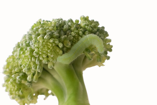 Broccoli with caterpillar background