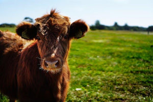 Choosing the Best Poo for You: Sheep Manure NPK vs Horse Manure vs Cow Manure, & More