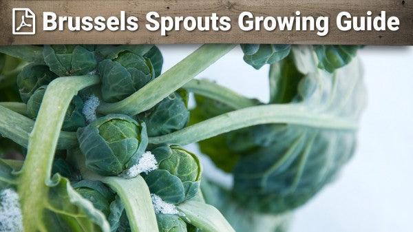 Brussels sprout growing guide graphic over a stalk