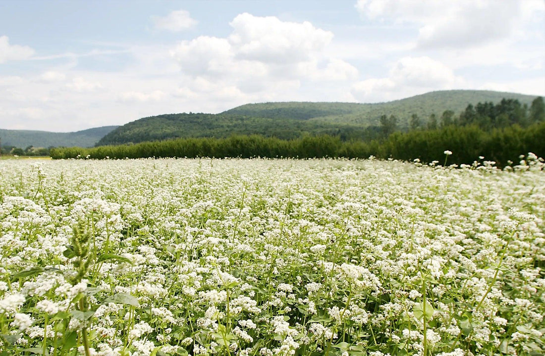 Buckwheat flowering as a warm-season cover crop