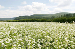 7 Summer Cover Crops Compared: Uses & Tradeoffs