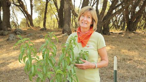 Woman demonstrating fruit-tree budding on a branch