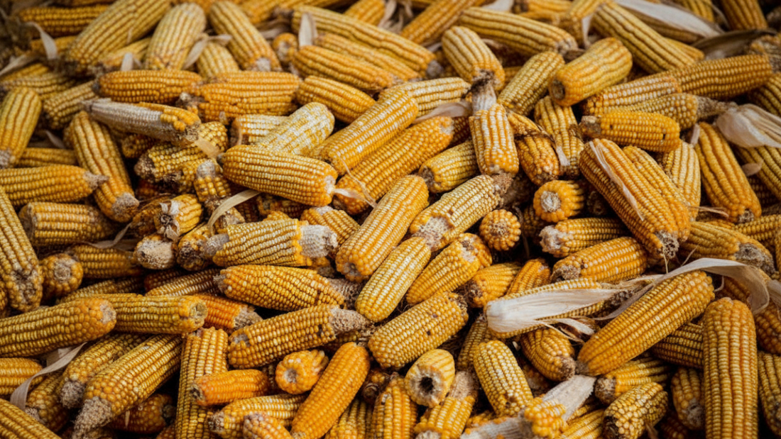 GMO Corn and Non GMO Corn: What Gardeners Should Know