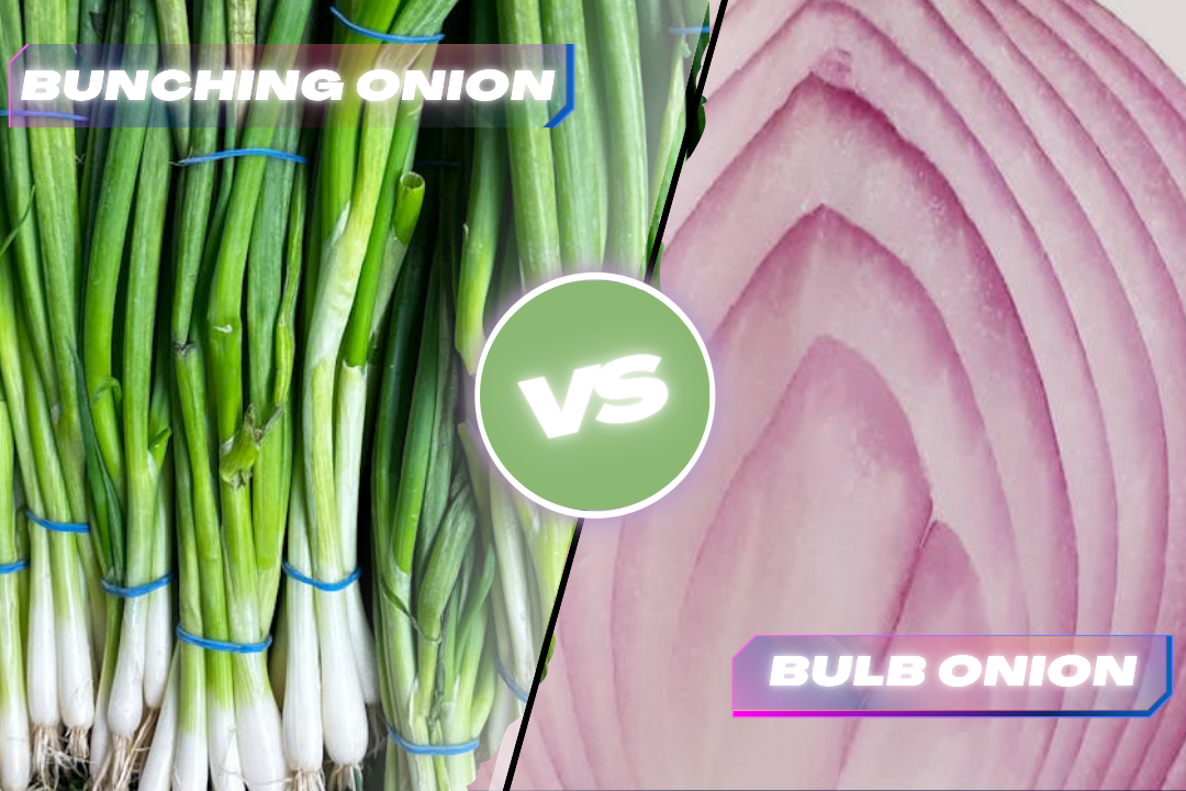 Bunching Onion Vs. Bulb Onion