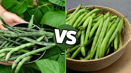 Bush Beans vs Pole Beans: Yield, Space, and Timing Compared
