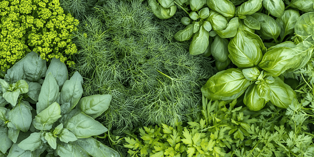 Overhead view of dill and basil plants