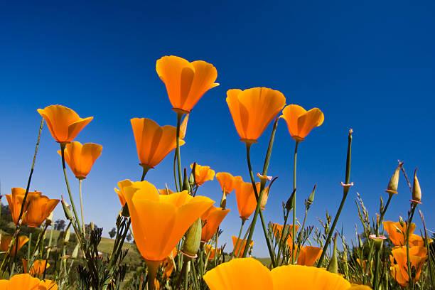 California poppies blooming beneath a blue sky