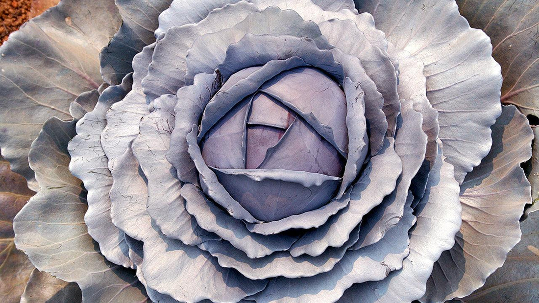 Purple cabbage head surrounded by broad leaves