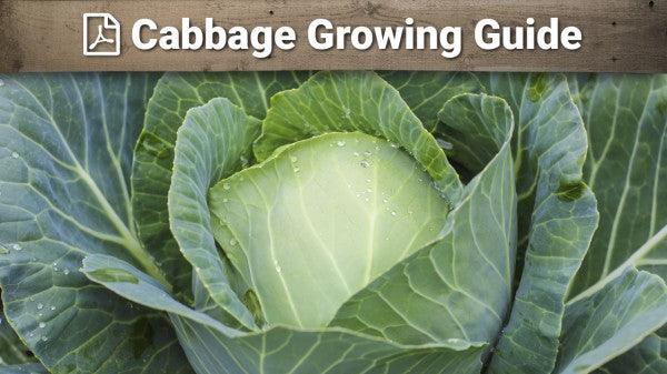 Cabbage growing guide graphic over a green head