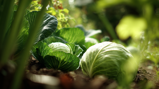 Seed-Saving for Rare & Heirloom Cabbage