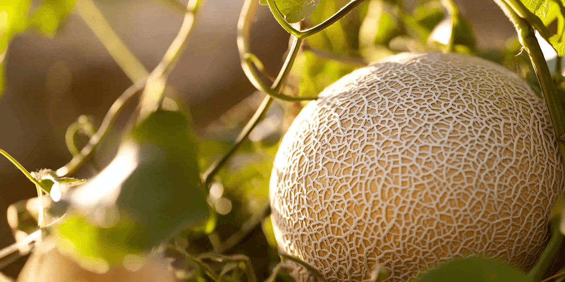 Uncommon Cantaloupe Varieties and Their Cultivation - Grow Organic