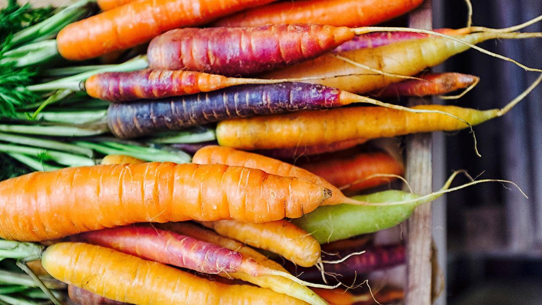 Freshly harvested purple, orange, and yellow carrots