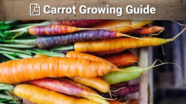 Carrot growing guide graphic over colorful roots