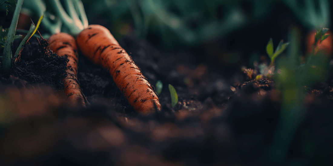 Freshly harvested orange carrots in dark soil