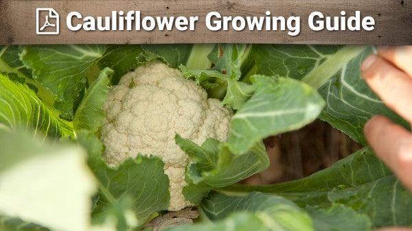 Cauliflower growing guide graphic over a white head