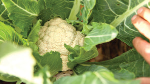 How to Grow Cauliflower: A Growing Guide