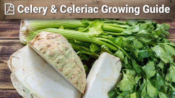 Celery and celeriac growing guide graphic