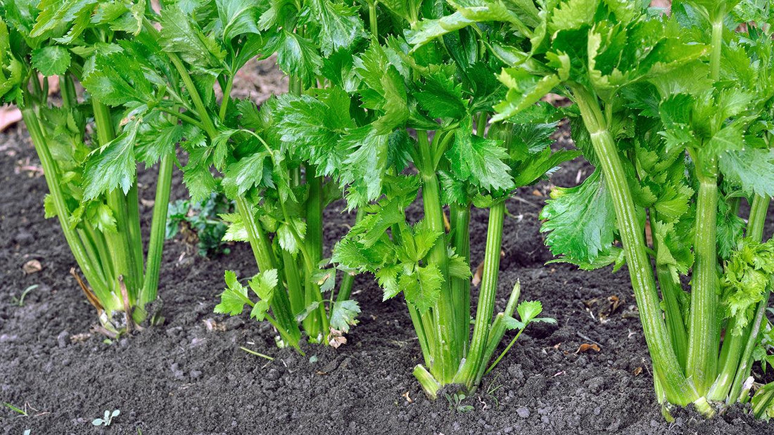 Celery plants growing in dark soil