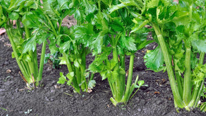 How to Grow Celery & Celeriac: A Growing Guide