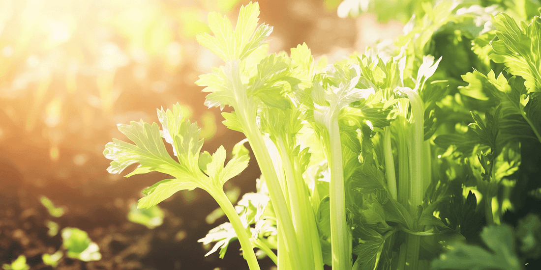 Celery stalks and leaves in sunlight