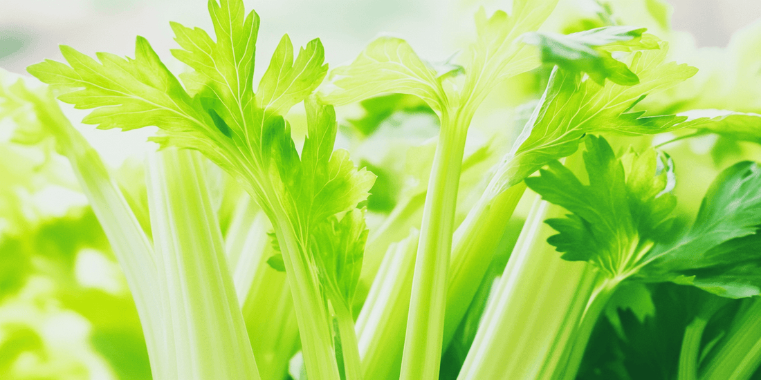 Pest-Resistant Celery Varieties and Natural Remedies - Grow Organic