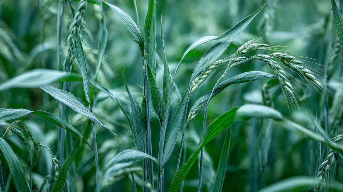 Cation Exchange Capacity in High Rainfall vs. Dryland Farming