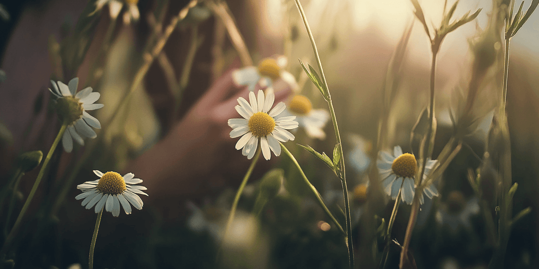 Starting Chamomile from Seeds - Grow Organic