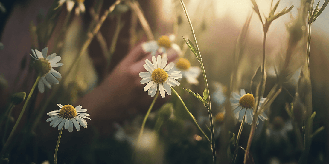 White chamomile flowers with yellow centers