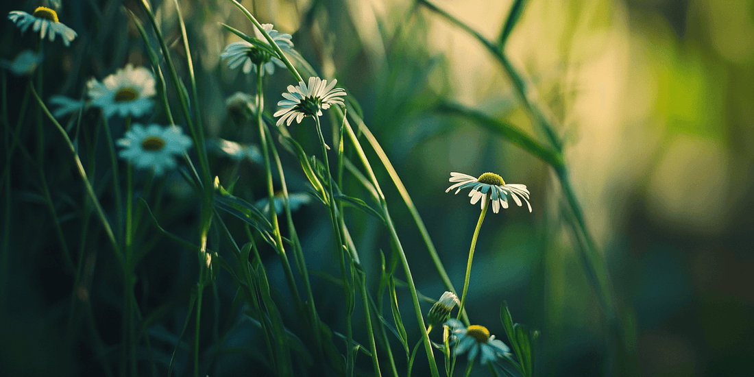 Boosting Chamomile Flower Yield - Grow Organic