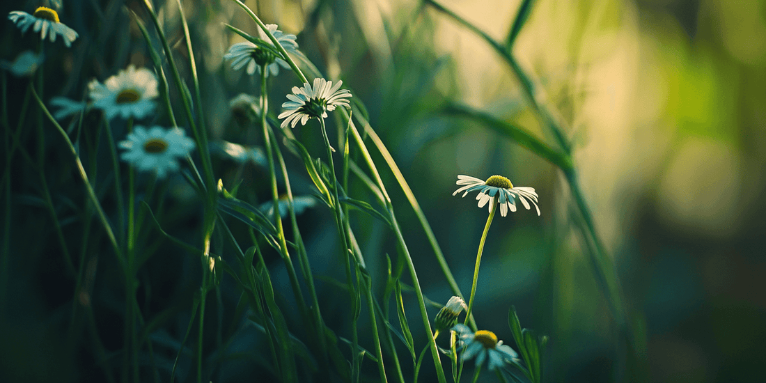 Boosting Chamomile Flower Yield - Grow Organic