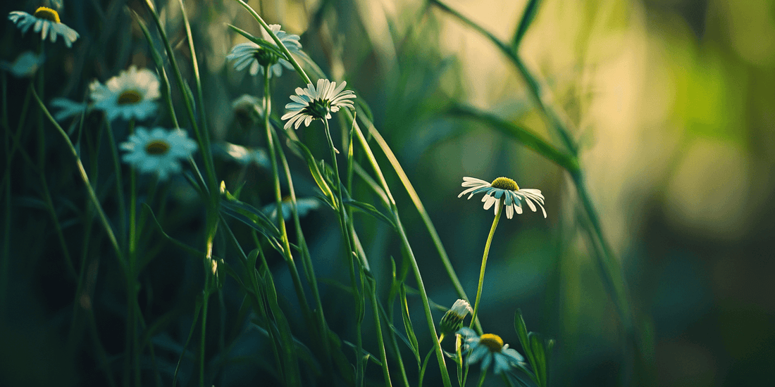Chamomile flowers blooming together