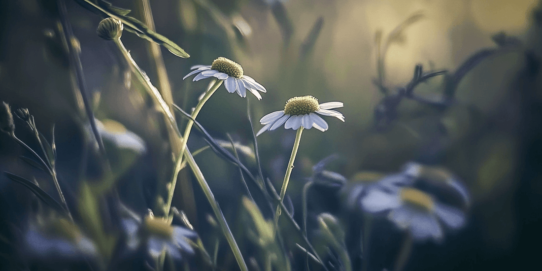 Close view of chamomile flowers