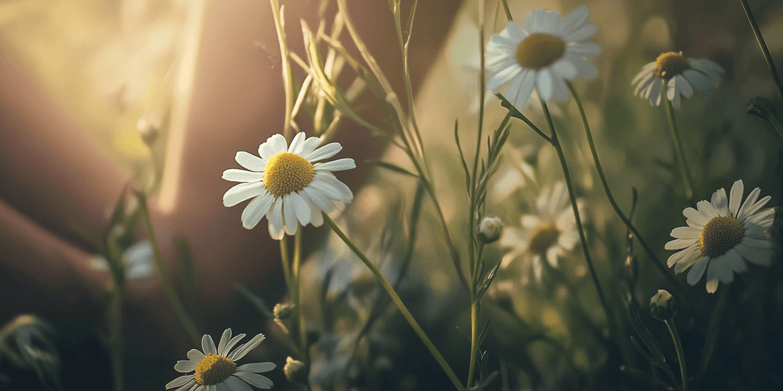 Patch of flowering chamomile