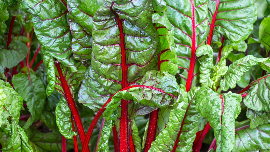Red-stemmed chard growing in a garden
