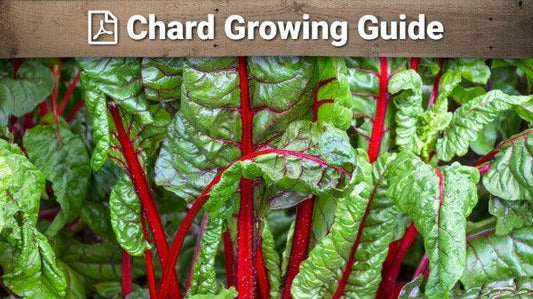 Chard growing guide graphic over red-stemmed leaves