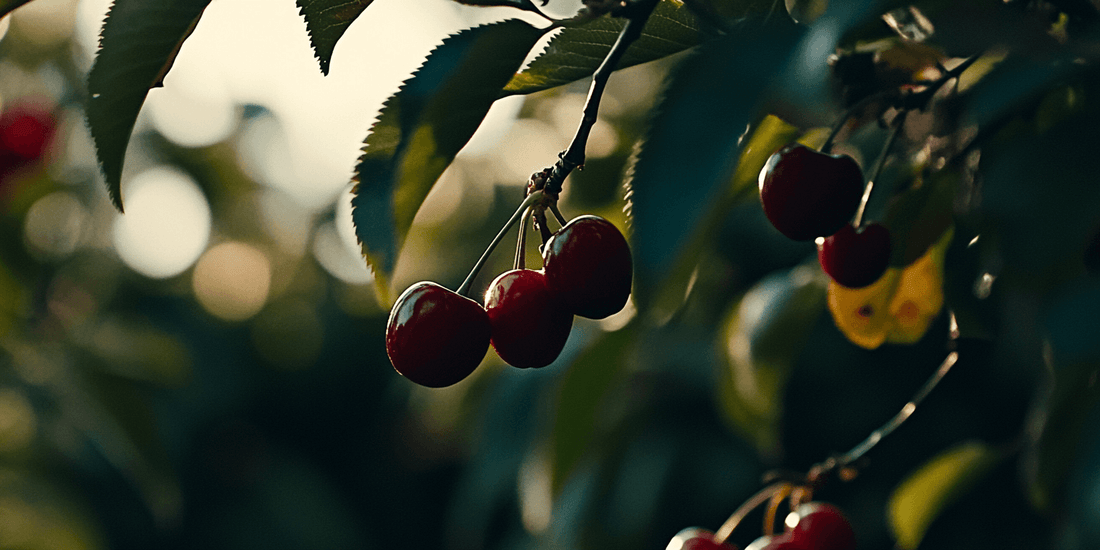 When Is Cherry Season? A Complete Guide to When Are Cherries in Season for the Perfect Harvest - Grow Organic