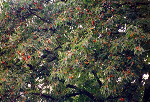 Cherry Fruit Tree