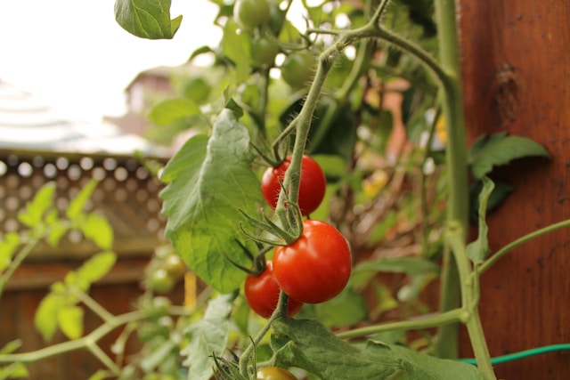 Ripe red cherry tomatoes hanging on a vine