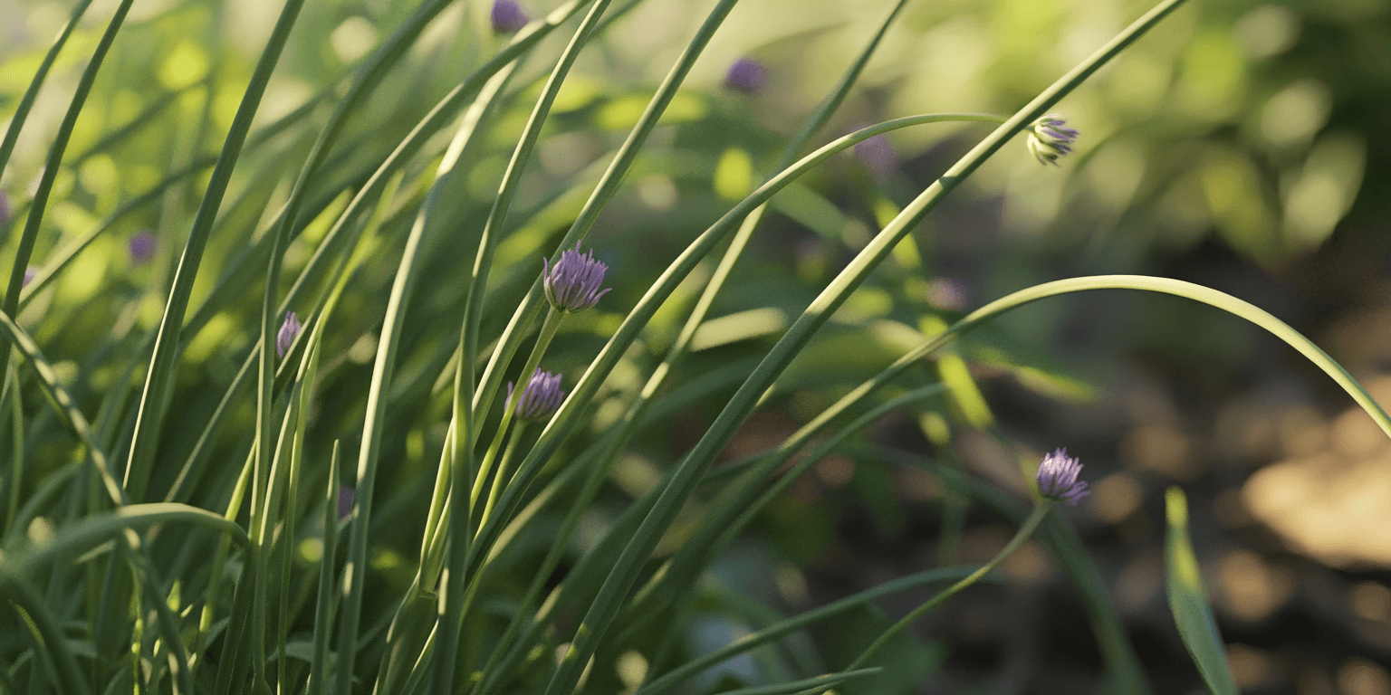 Growing Chives Indoors: A Comprehensive Guide – Grow Organic