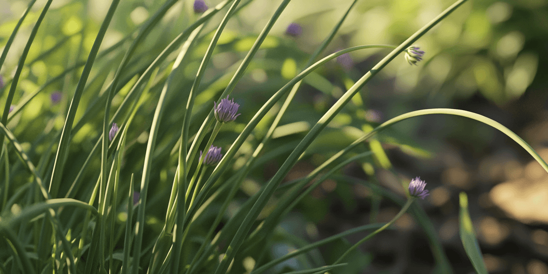 Green chive stalks