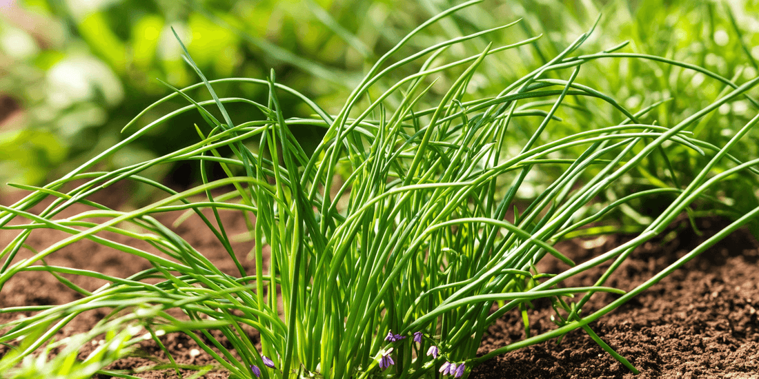 Green chive plants growing in garden soil