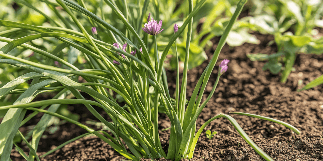 The Resilience of Perennial Herbs: Chives - Grow Organic