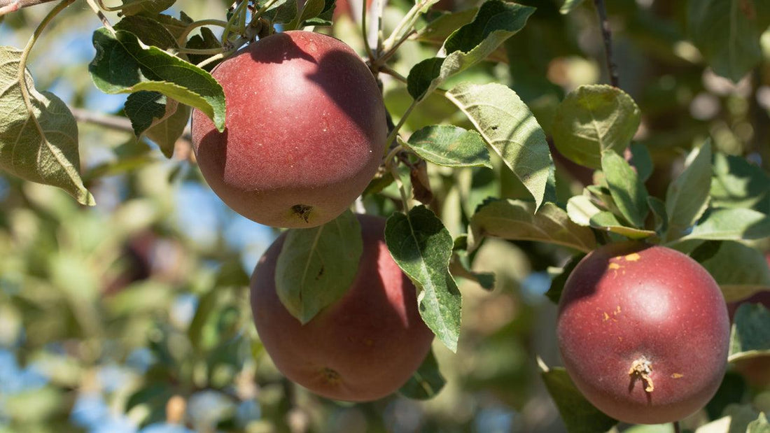 Red apples hanging on a leafy tree