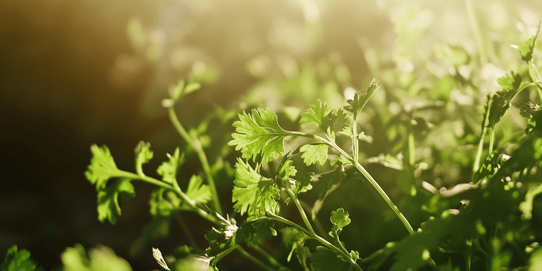 Cilantro seedlings in sunlight