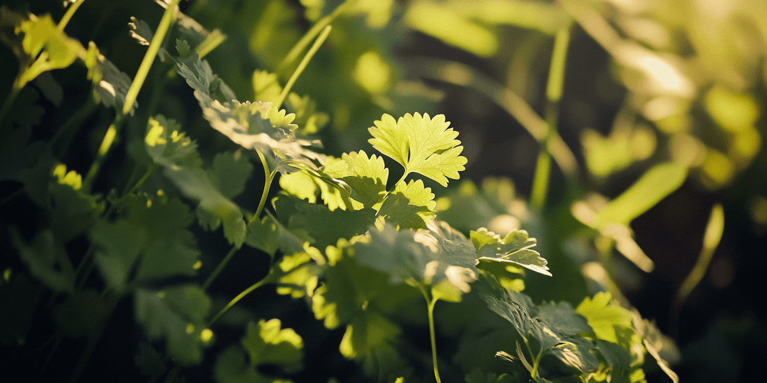 Leafy cilantro plant