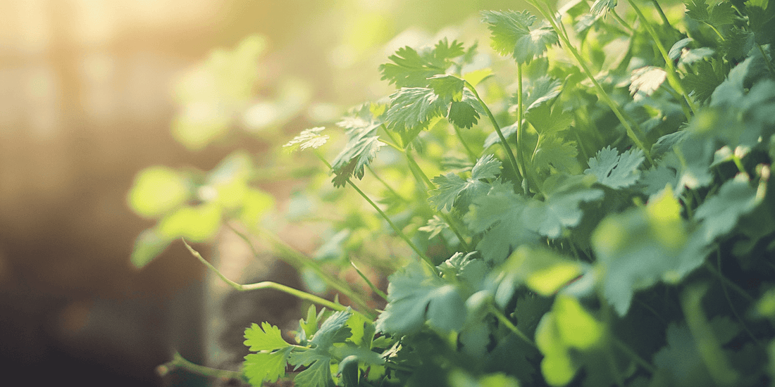 Cilantro leaves in sunlight