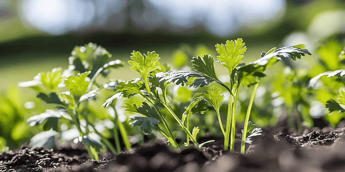 Dense patch of cilantro seedlings