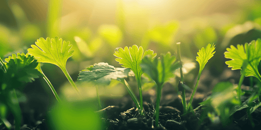 Harvesting and Storing Cilantro Seeds (Coriander) - Grow Organic