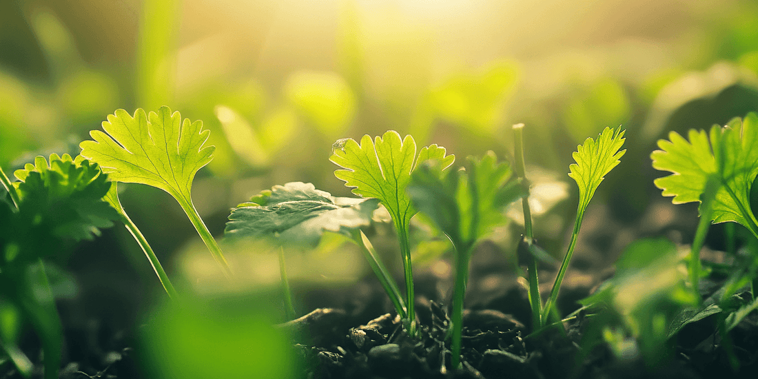 Young cilantro seedlings in sunlight